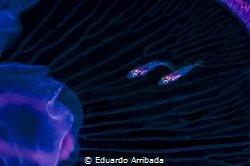 Spacecraft Passengers. 
I was photographing a Moon Jelly... by Eduardo Arribada 